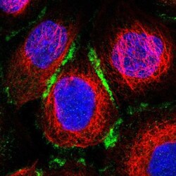 ELMO3 Antibody, Novus Biologicals:Antibodies:Primary Antibodies